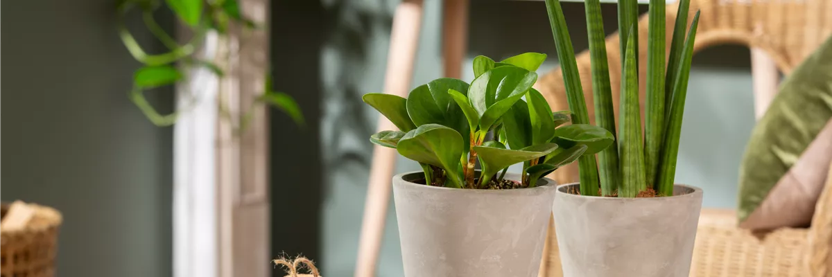 Peperomia obtusifolia