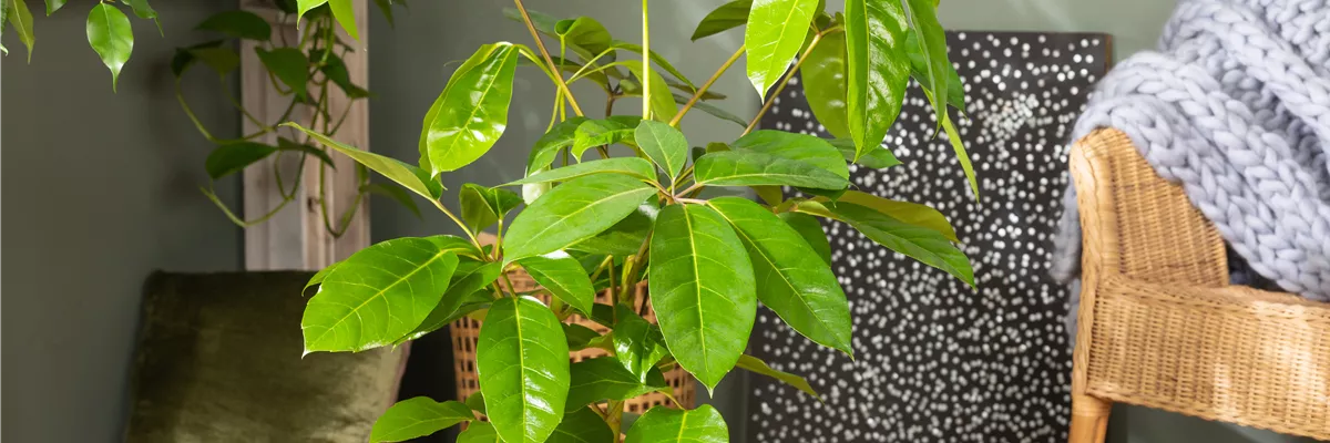 Schefflera arboricola 'Amate'