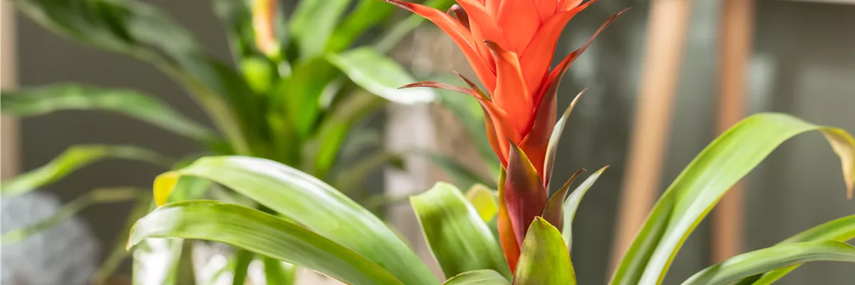 Guzmania 'Hope'