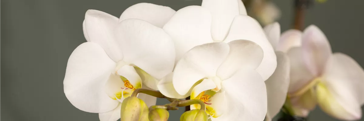 Phalaenopsis, weiß