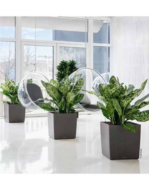 LECHUZA CUBE Premium 30 