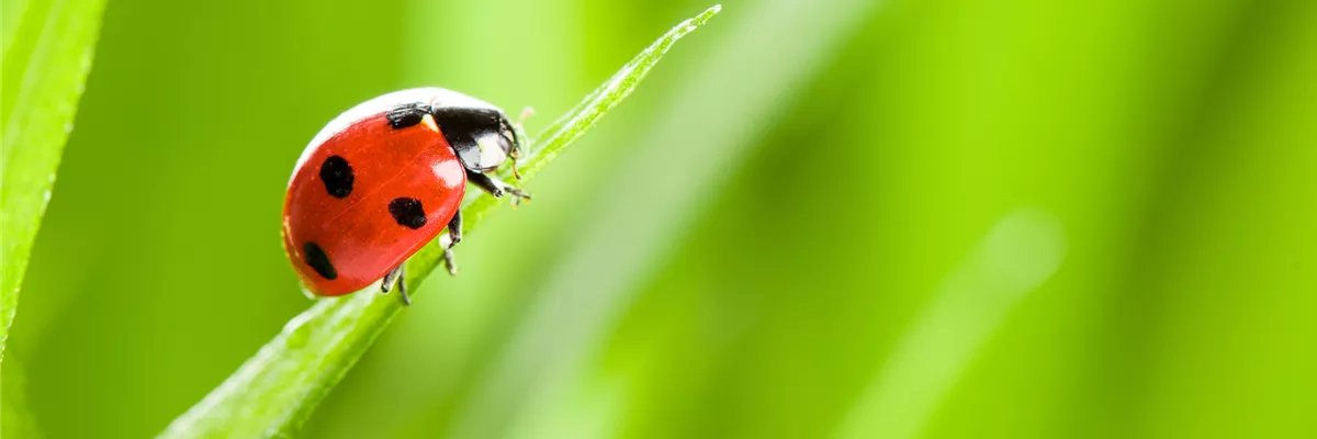 INFO-BROSCHüRE: NATüRLICH GESCHüTZT!