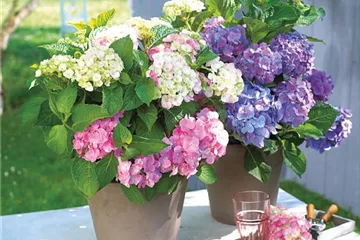 BLüHENDE HORTENSIEN!