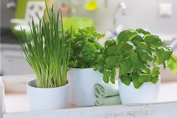 WIE GEHT... KüCHENKRäUTER