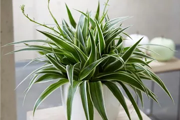 WIE GEHT... LUFTVERBESSERUNG?