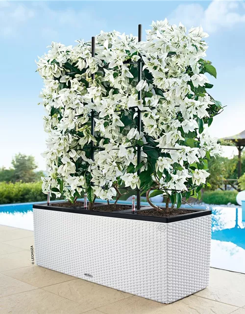 LECHUZA TRIO Cottage 40 