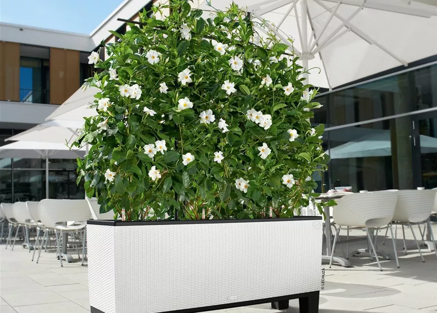 LECHUZA TRIO Cottage 40 