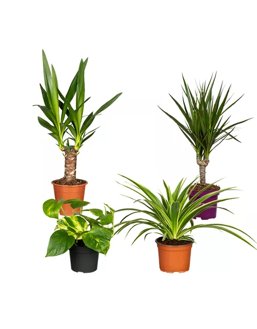 Zimmerpflanzen Set 'Green Office L'