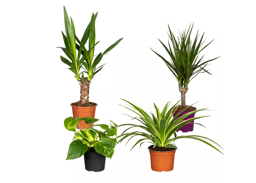 Zimmerpflanzen Set 'Green Office L'