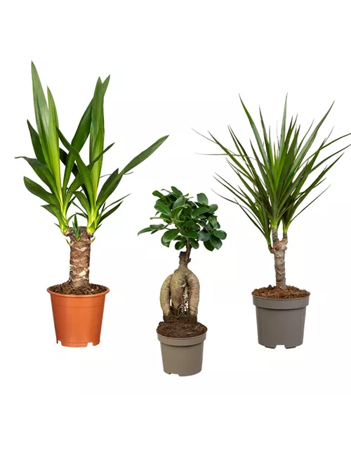 Zimmerpflanzen Set 'Green Office S'