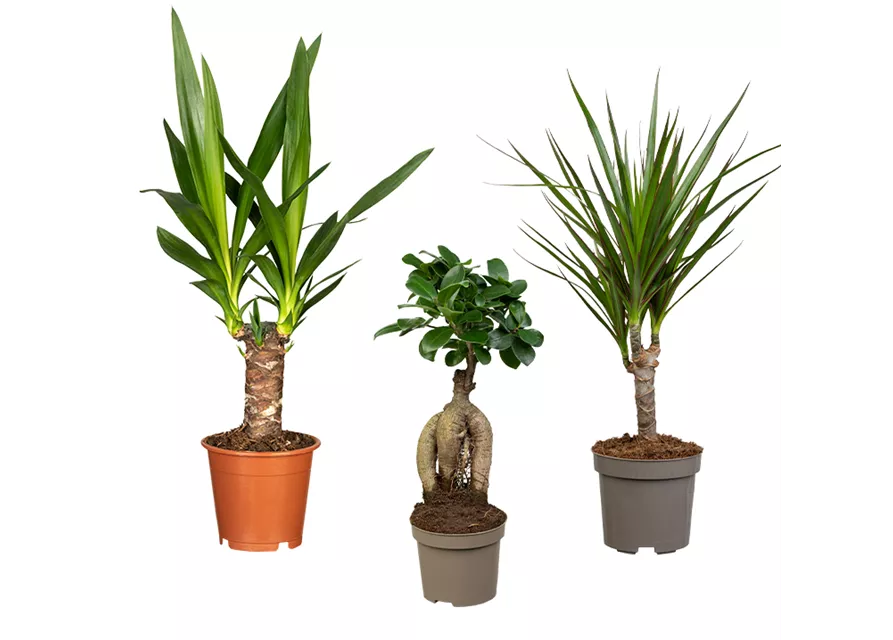 Zimmerpflanzen Set 'Green Office S'