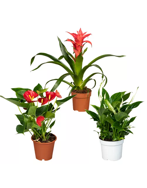 Zimmerpflanzen Set 'Blühset rot-pink'