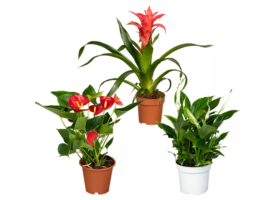 Zimmerpflanzen Set 'Blühset rot-pink'