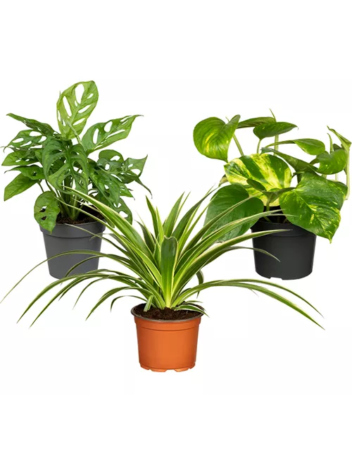 Zimmerpflanzen Set 'Hängepflanzenset'