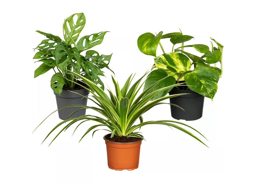 Zimmerpflanzen Set 'Hängepflanzenset'