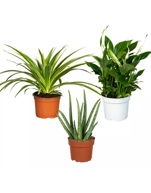 Zimmerpflanzen Set 'Healthset'