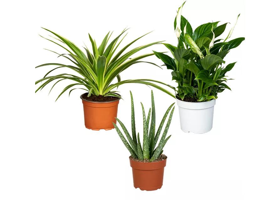 Zimmerpflanzen Set 'Healthset'