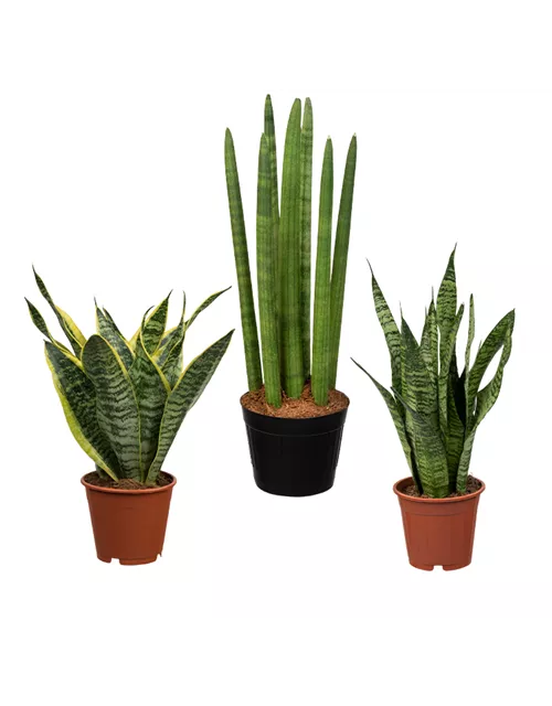 Zimmerpflanzen Set 'Bogenhanfset'