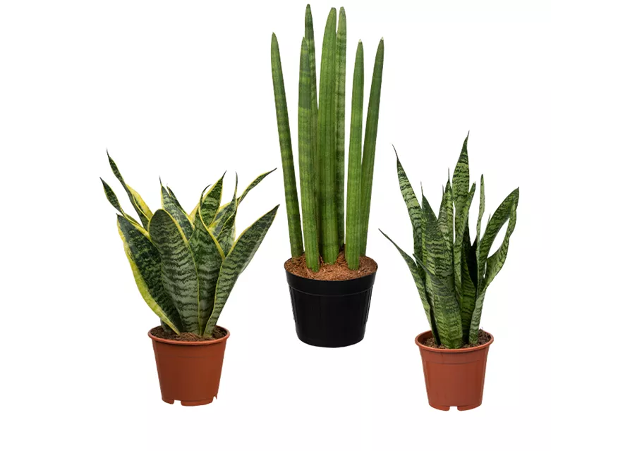 Zimmerpflanzen Set 'Bogenhanfset'