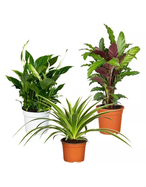 Zimmerpflanzen Set 'Homeofficeplants'