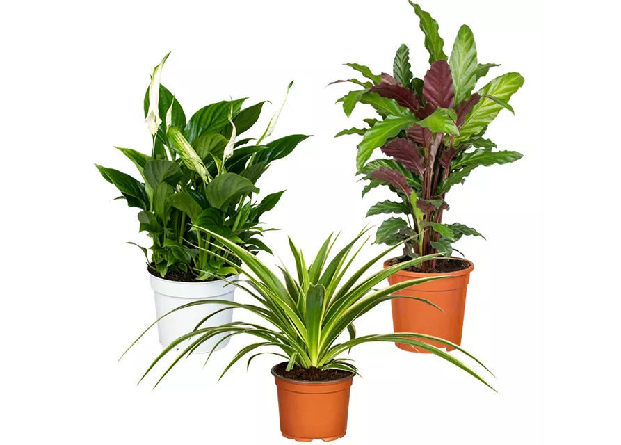 Zimmerpflanzen Set 'Homeofficeplants'