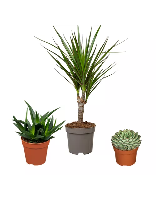 Zimmerpflanzen Set 'Pflegeleichte Pflanzen'