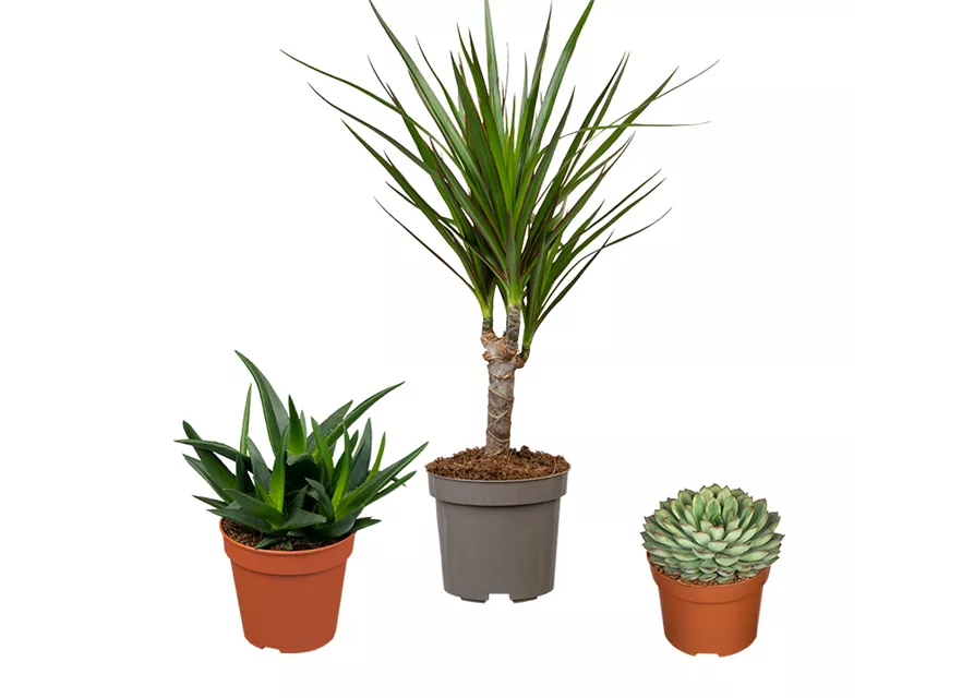 Zimmerpflanzen Set 'Pflegeleichte Pflanzen'