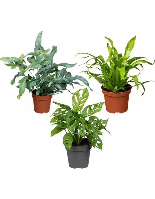 Zimmerpflanzen Set 'Dschungelset'