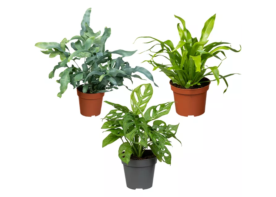 Zimmerpflanzen Set 'Dschungelset'
