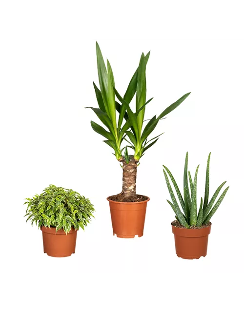 Zimmerpflanzen Set 'Sonniges Plätzchen'