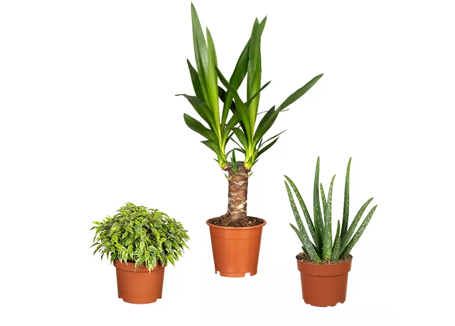 Zimmerpflanzen Set 'Sonniges Plätzchen'