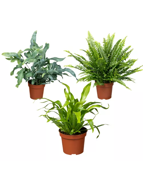 Zimmerpflanzen Set 'Farnenset'