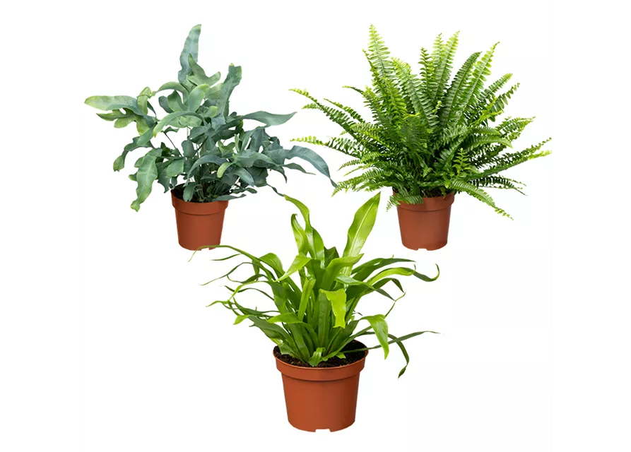 Zimmerpflanzen Set 'Farnenset'