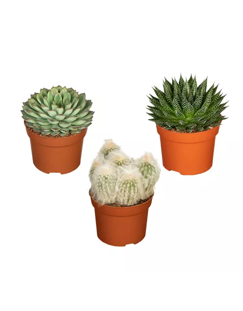 Zimmerpflanzen Set 'Überlebenskünstler'