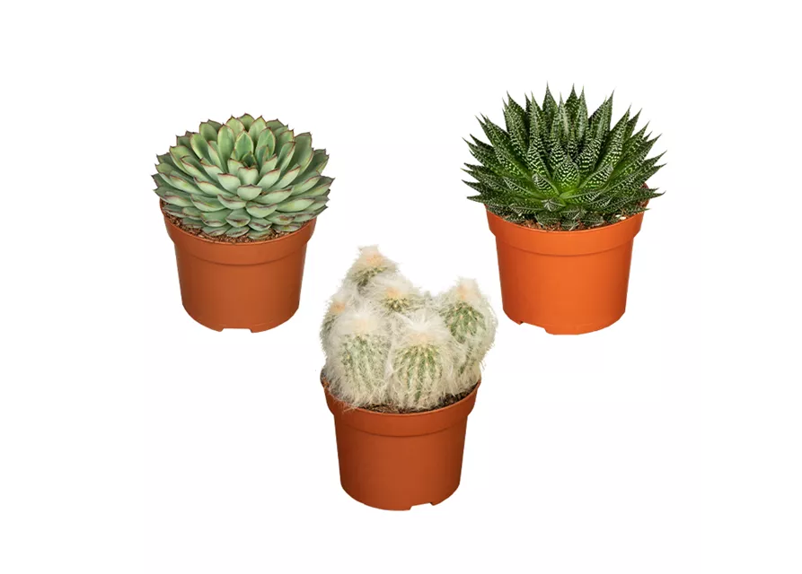 Zimmerpflanzen Set 'Überlebenskünstler'