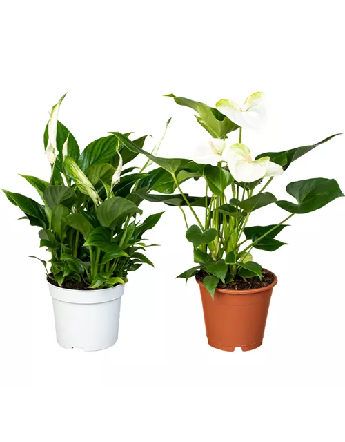 Zimmerpflanzen Set 'White Wonder'