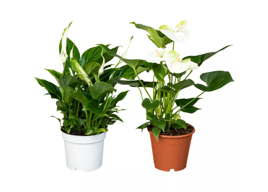 Zimmerpflanzen Set 'White Wonder'