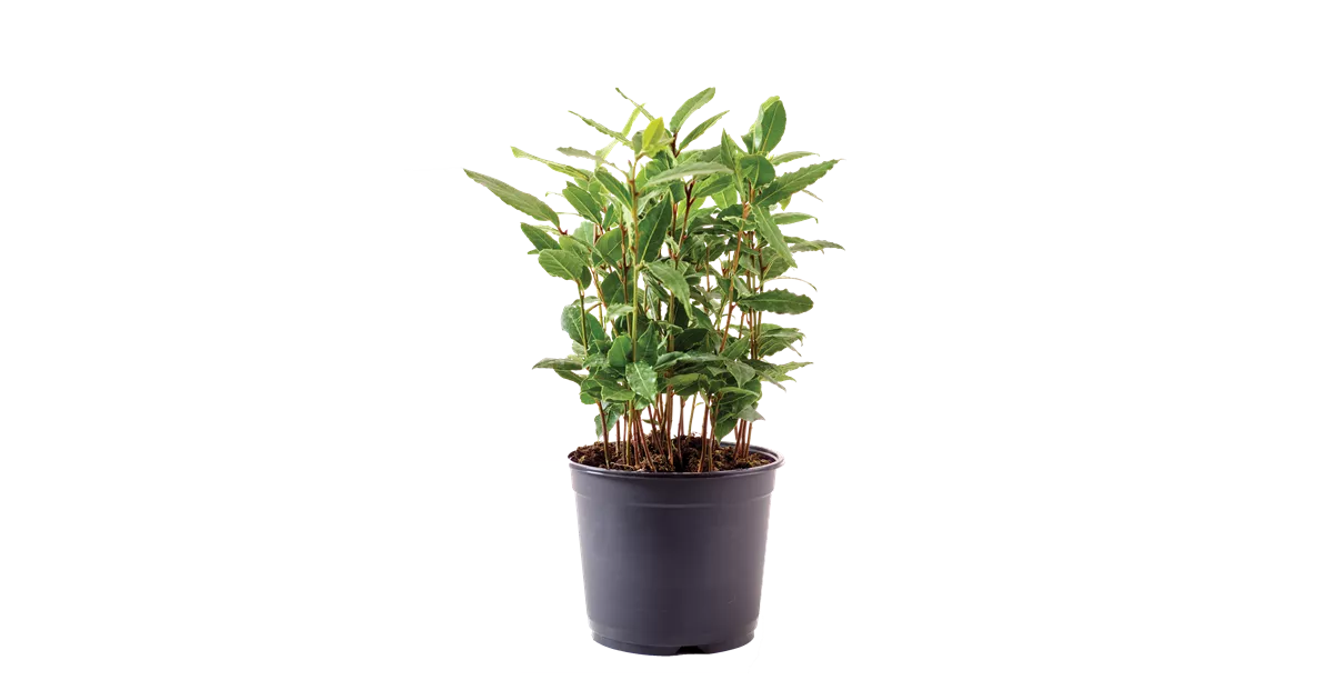 blattdünger für zimmerpflanzen HaGaFe Bio Universal Flüssigdünger, Blattdünger, Universaldünger, Düng –  HaGaFeShop main image 0