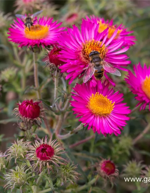 Garten-Raublatt-Aster 'Lachsglut'