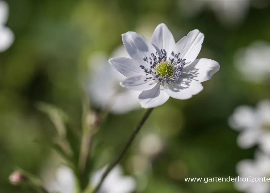 Chinesisches Sommer-Windröschen