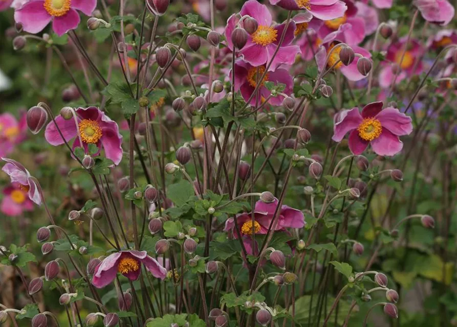 Japan-Herbst-Anemone 'Splendens'