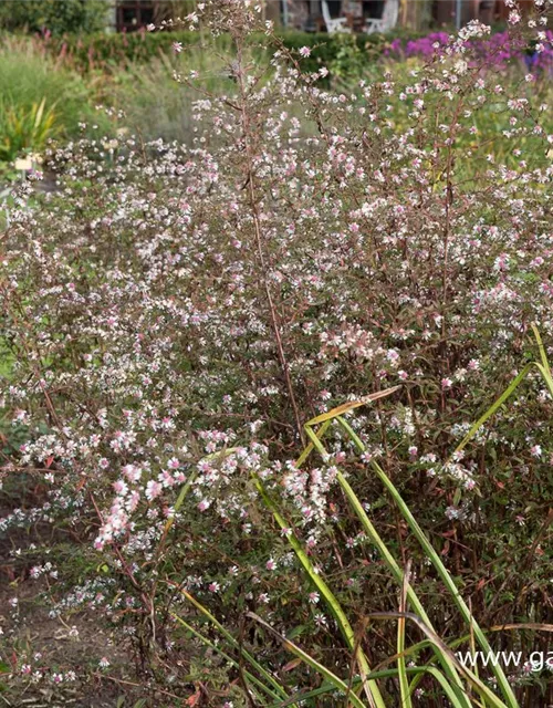 Waagerechte Garten-Aster 'Lady in Black'