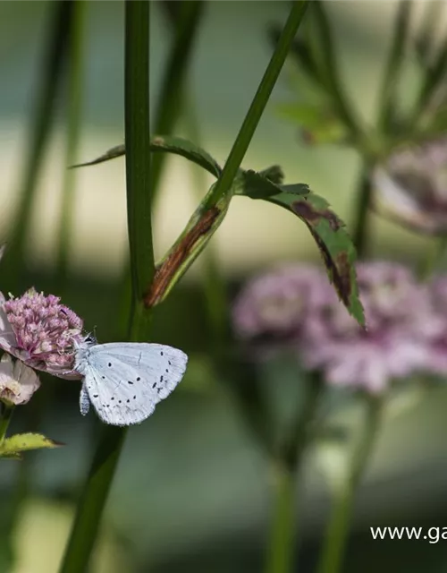 Astrantia major 'Sunningdale Variegated'