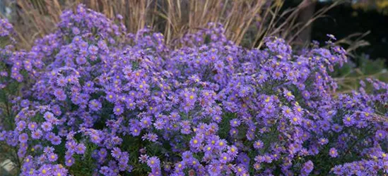 Glattblatt-Aster