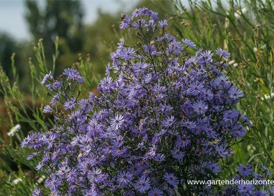 Garten-Schleier-Aster 'Ideal'