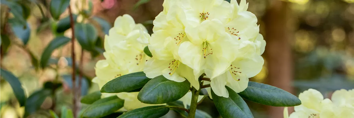 Rhododendron yakushimanum 'Centennial Gold'