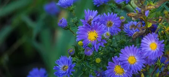 Garten-Glattblatt-Aster 'Pyramide'