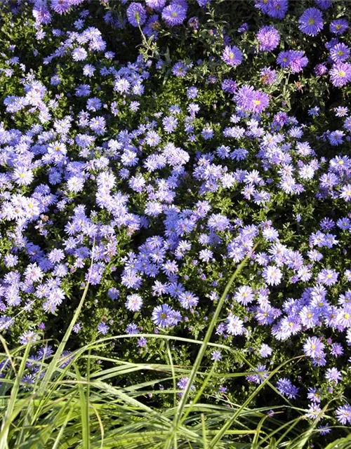 Kissen-Aster