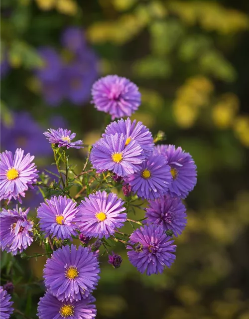 Garten-Glattblatt-Aster 'Fuldatal'