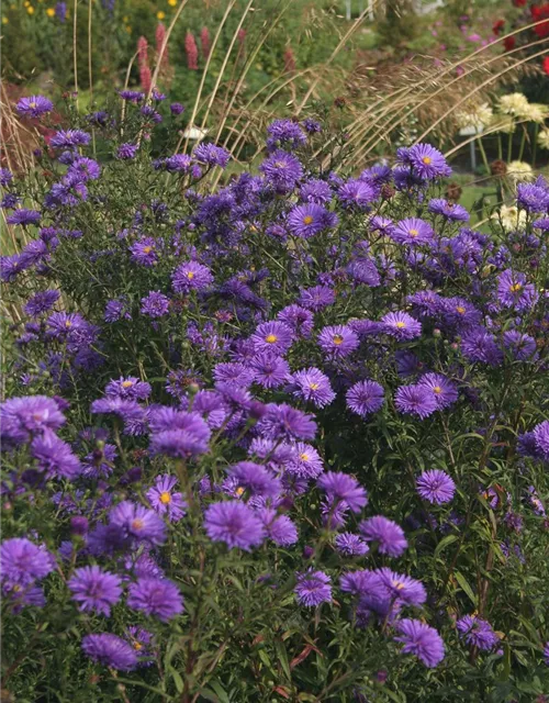 Garten-Glattblatt-Aster 'Fuldatal'